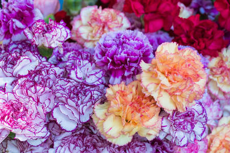 Close-up of a group of bouquets of beautiful carnations of incredible colors.の写真素材