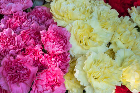 Close-up of a group of bouquets of beautiful carnations of incredible colors.の写真素材