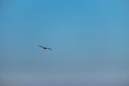 bird (vulture) flying alone in the sky, among the clouds, and over mountains and valleys in search...