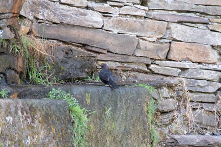 Common blackbird,turdus merula, drinking water at a fountain in National Park of Monfrague
