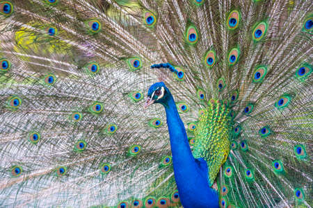 Peacok displaying its beautiful feathers in a public parkの写真素材