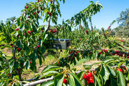 Bird repeller, the speaker emits repelling sounds. Equipment in a cherry farmの写真素材