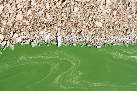 Banks covered of green algae covering the water surface in the Monfrague National Parkの写真素材