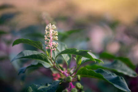 Phytolacca americana flowers on natureの写真素材