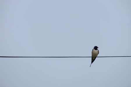 A alone swallow sits on the wiresの写真素材
