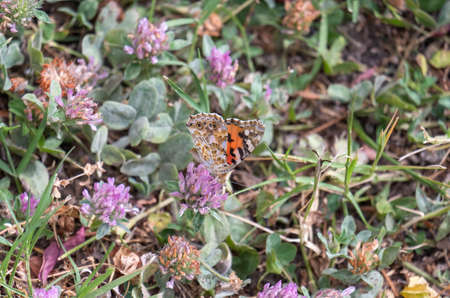 Butterfly of orange tones perched on a flower during the summer in an unmodified natural...