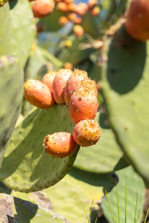 Prickly pear cactus close up with fruit in red color, cactus spines.