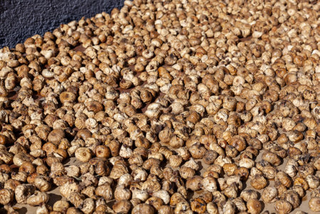 Harvest of dried figs drying in the sunの写真素材