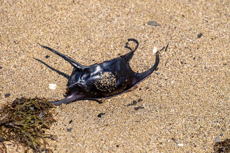 An empty egg case of the Spotted Ray or Mobula birostris washed ashore after the slow developing...