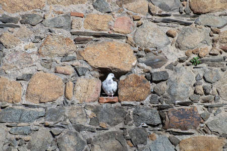 A white pigeon come out of a hole in the stone wall