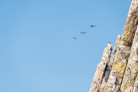 Vultures flying over Salto del Gitano crags. Monfrague National Park, Caceres, Extremadura, Spain