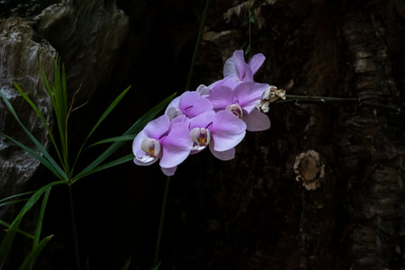 Beautiful orchid flowers growing in an orchidarium under controlled conditions of light, humidity...
