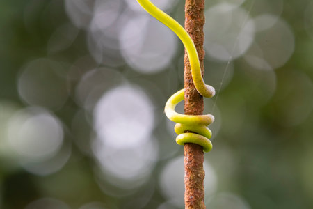 Fresh green tendrils of vines clinging on the wire fence in a vineyardの写真素材
