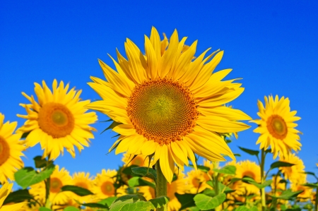 sunflowerの写真素材