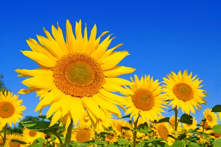 sunflowerの写真素材