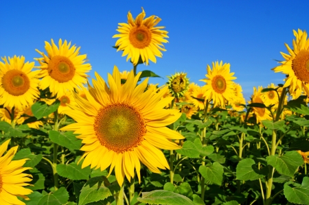 sunflowerの写真素材