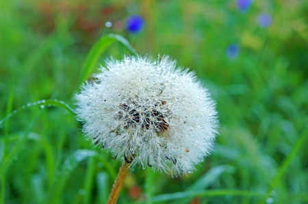 dandelion