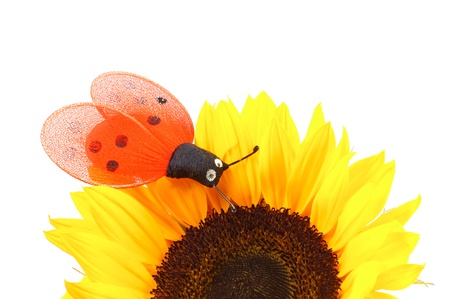 sunflower with butterfly