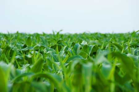 corn field