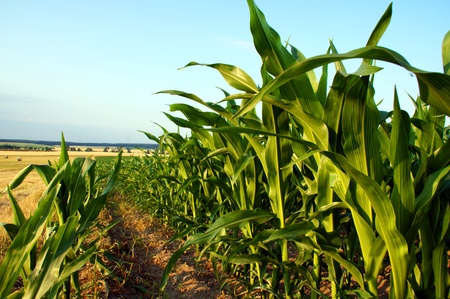 corn field