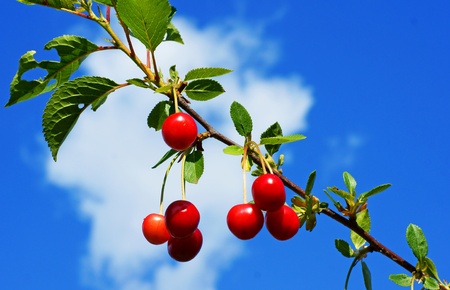 cherry treeの写真素材