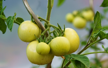 tomato plantの写真素材