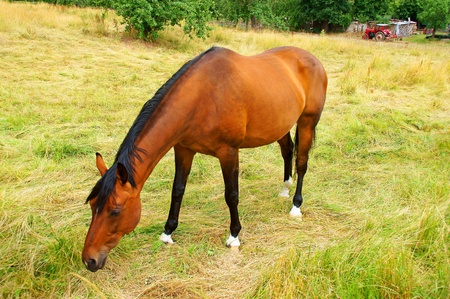 horseの写真素材