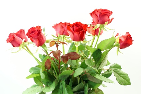 red rosesの写真素材