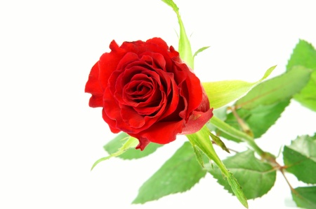 red roseの写真素材