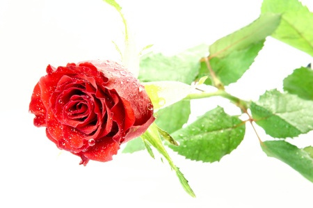 red roseの写真素材