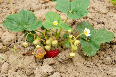 strawberry plantの写真素材
