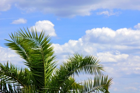 palm tree and cloudsの写真素材