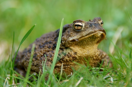 toadの写真素材