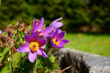 purple flowers