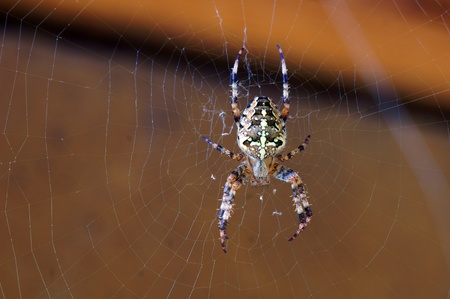 spiderの写真素材