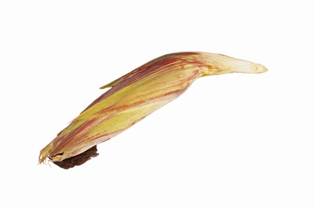 corncob