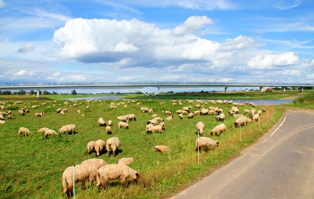sheep on a pastureの写真素材