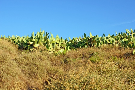 cactus plantの写真素材