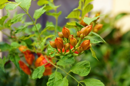 flowers and flowerの写真素材