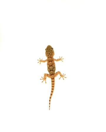 geckoの写真素材