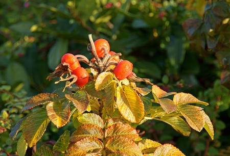 rosehipの写真素材