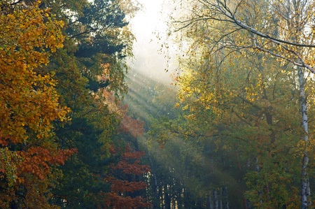 autumnの写真素材