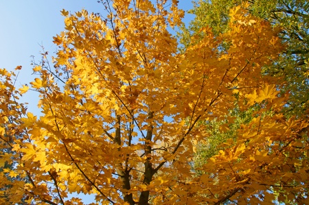 autumn leavesの写真素材