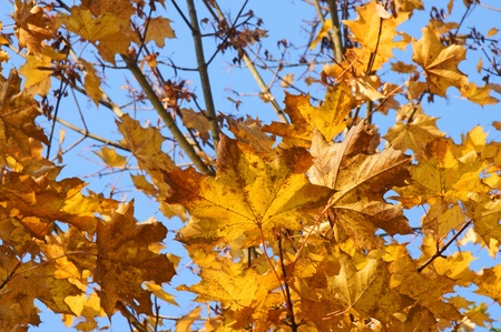 autumn leavesの写真素材