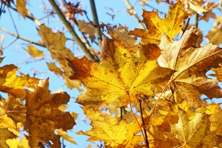 autumn leaves