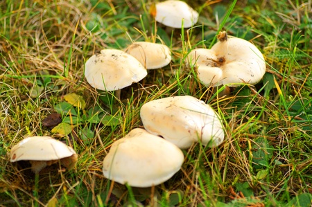 fungusの写真素材