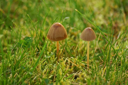 fungusの写真素材