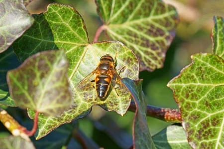insect on a leafの写真素材