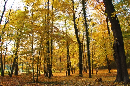 golden autumnの写真素材