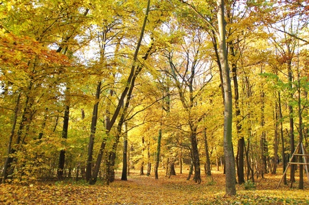 golden autumnの写真素材